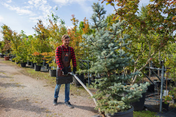 Trusted Piney, AR Tree Service Experts